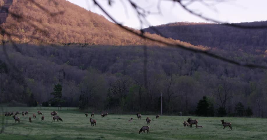 Elk graze in a grassy field