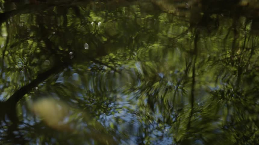 Waves in the water reflect the trees above