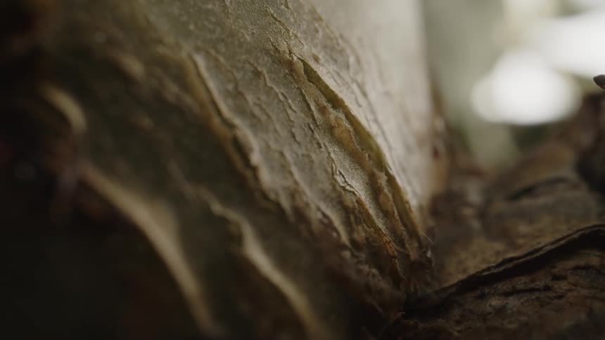 Ants move over an object with a flaking surface
