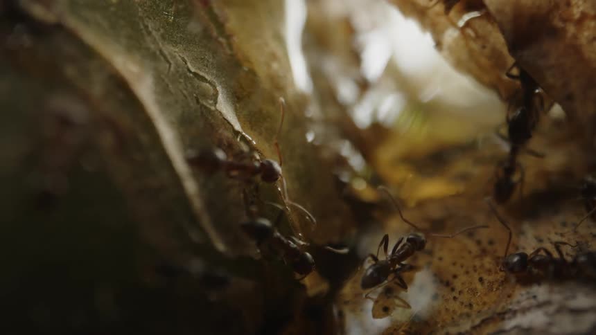 Ants crawl over plant material in a nature