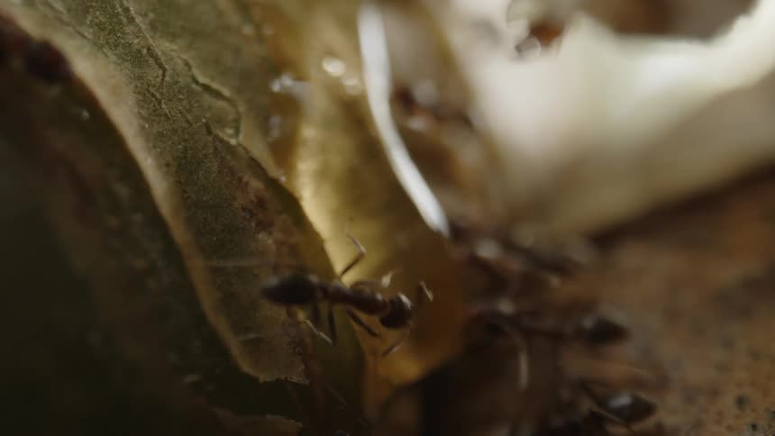 A group of ants working together navigate the intricate tunnels of their underground home