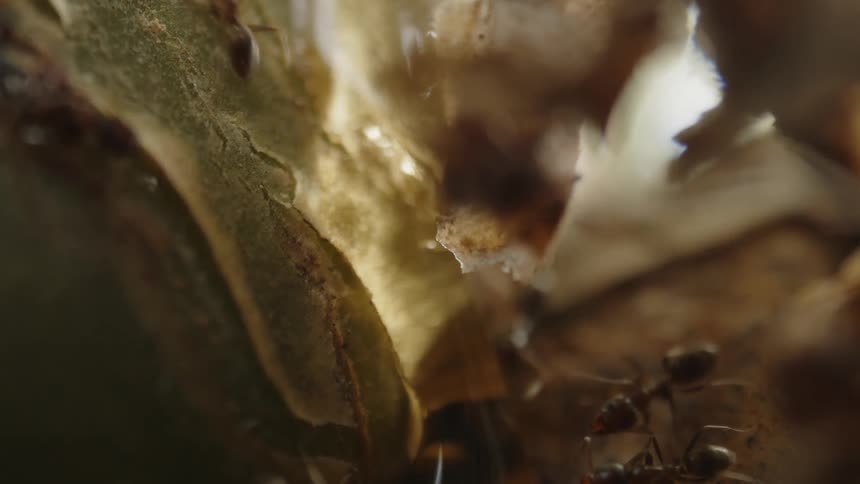 Ants gathering around a large glistening droplet of nectar with a warm earthy background