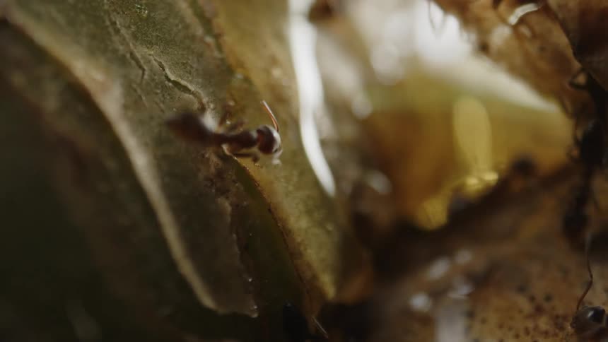 Closeup of a cluster of ants moving through an area