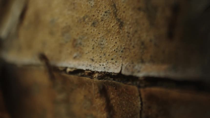 Numerous ants crawl and clamor over a cracked stone