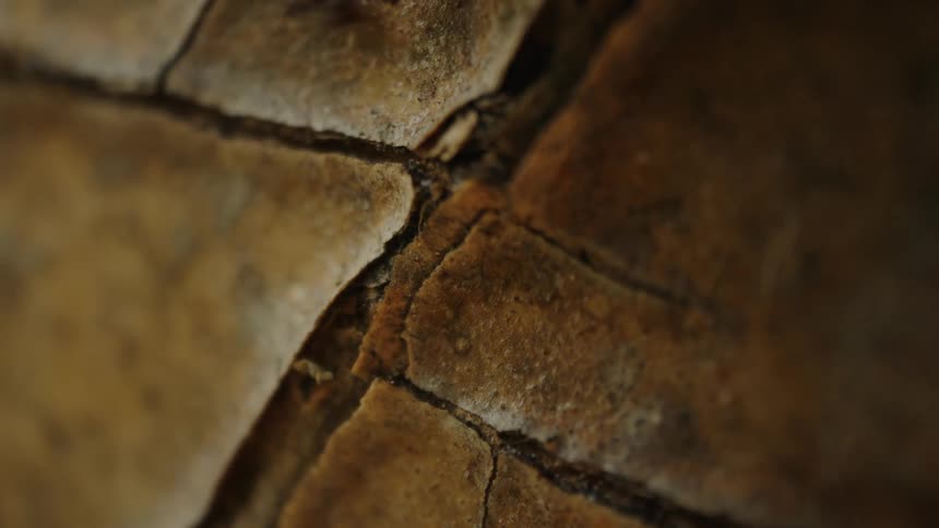 Ants crawl over a cracked substance outdoors
