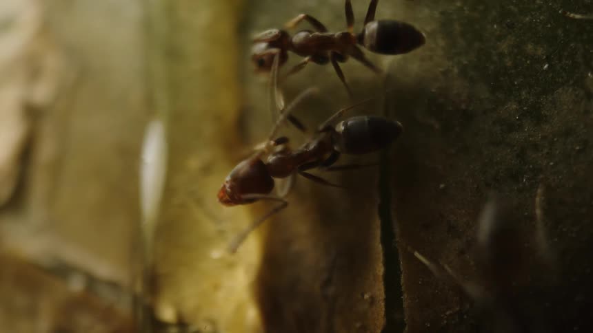 Closeup of ants on a vertical surface
