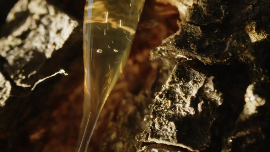 A droplet of resin or sap hangs from a tree glistening in the sunlight