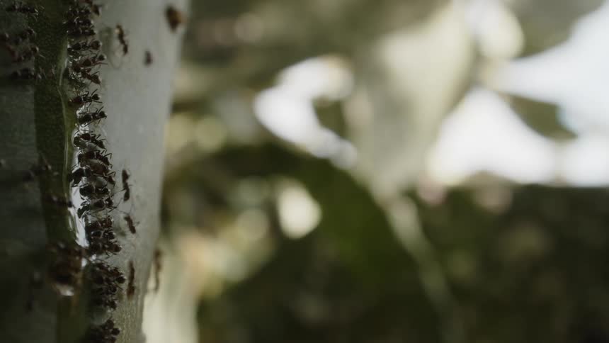 Ants feed off the sap of the tree