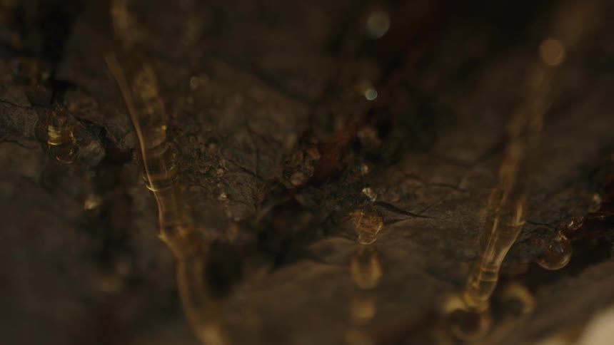 Fluid leaks from the tree