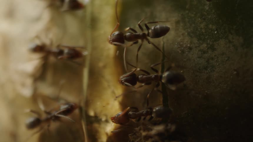 Ants are shown up close running over a leaf and some standing still