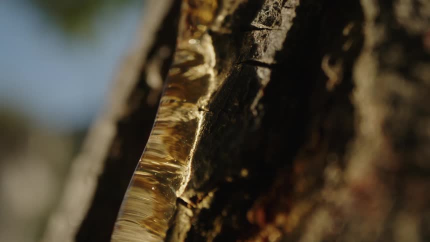 Sap drips slowly down the bark