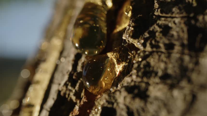 Closeup of a tree trunk with sap oozing