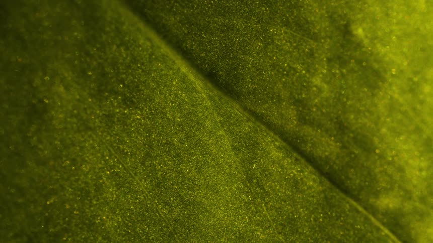 The surface of a green leaf is shown highly magnified