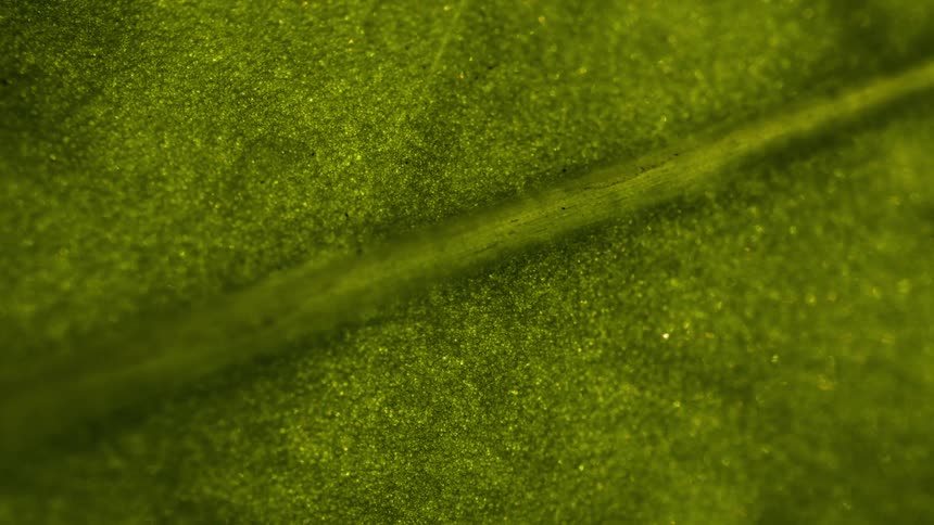 Extreme close up on a green leaf