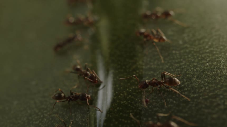 A bustling colony of ants marches across a leaf their tiny bodies working in unison as they navigate the intricate terrain