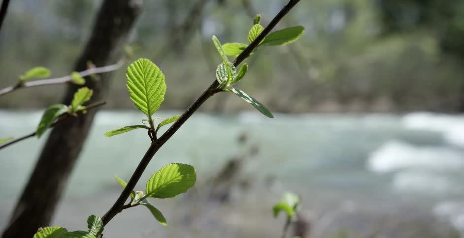 A close up view of a branch with a few leaves on it