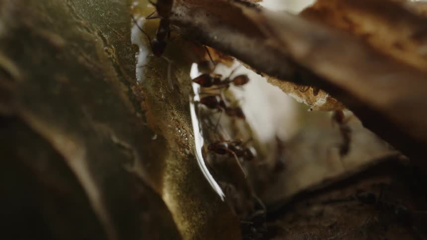 A group of ants navigate a narrow passage their tiny bodies working together to overcome the obstacle