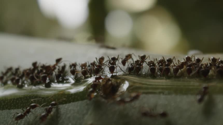 Ants gather around a drop of liquid