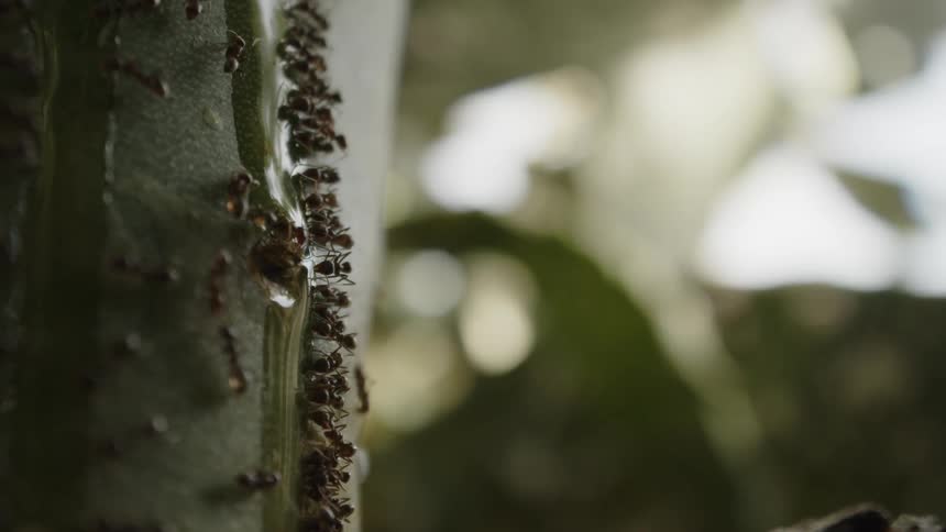 Closeup of a tree trunk with a group of ants climbing up and down