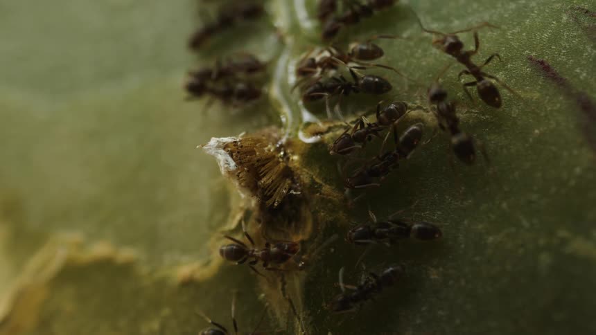 A close up clip of ants feeding