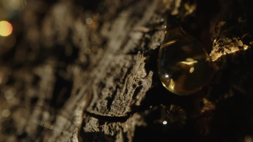 Closeup of tree bark with focus on a drop of liquid dripping down