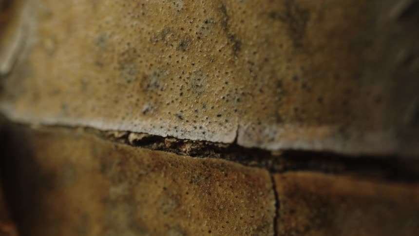 Ants crawl across the crevice in a rough surface
