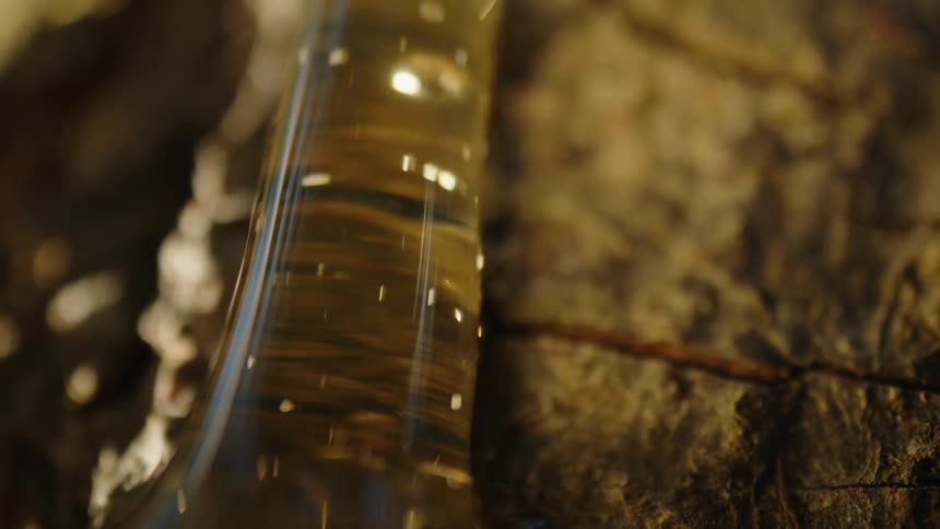 Thick liquid running down the trunk of a tree