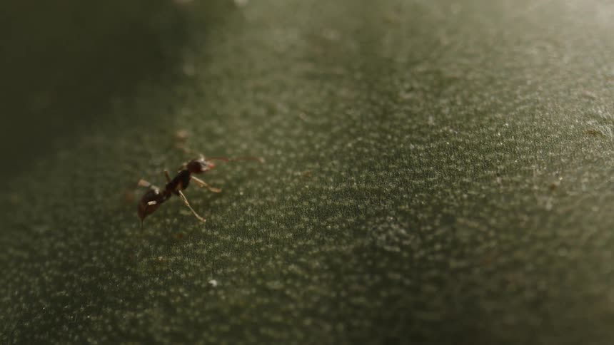 The ant crawls around
