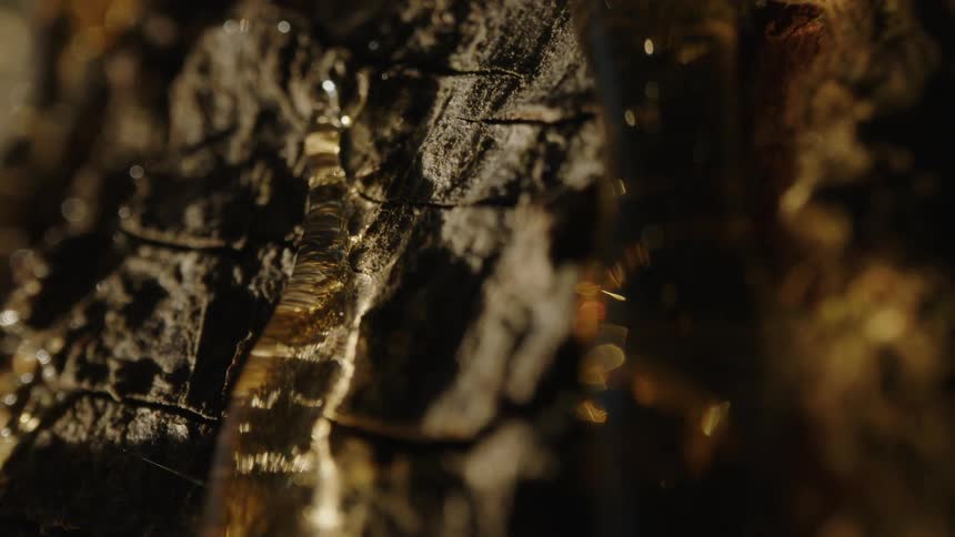 Close up of tree sap dripping down bark