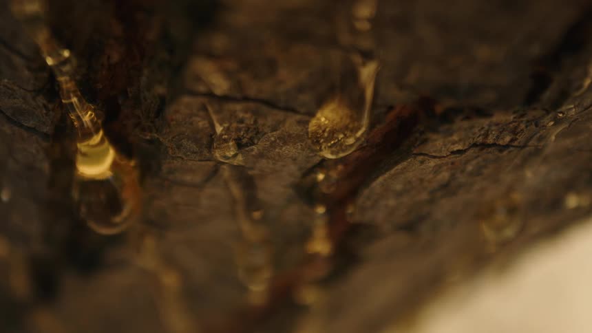 Close up of a log with dripping drops and ants walking