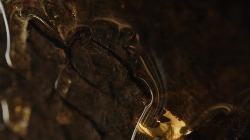 A stream of resin or sap flows from a tree glistening in the sunlight