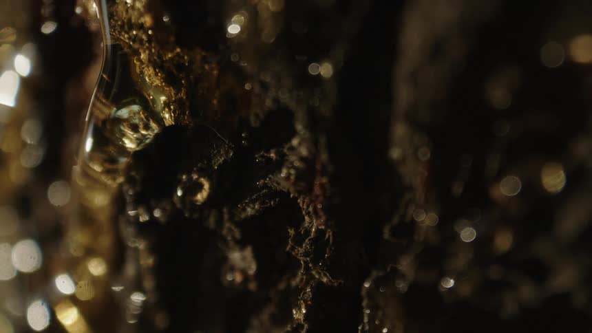 Sap is dripping down the tree