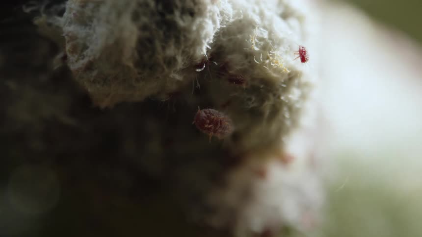 Close up of insects on a textured surface