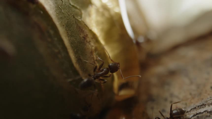 A group of ants crawl around a blob of honey