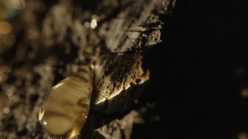 Close up of tree sap dripping down bark