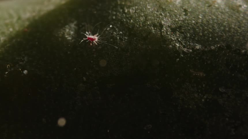 Reddish insect walking on a green surface