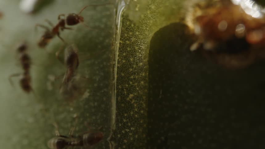 A clip of ants on a surface