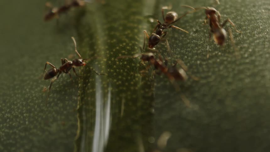 Ants scurry across a textured green surface
