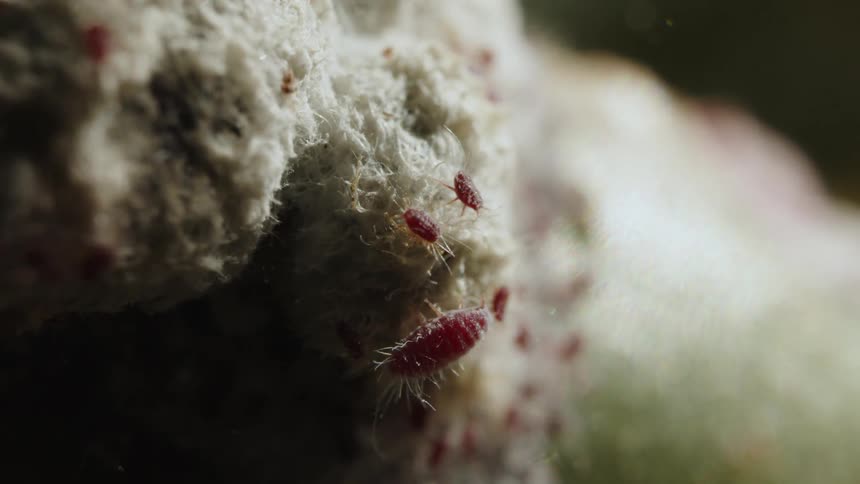 A closeup of tiny insects crawling on a plant