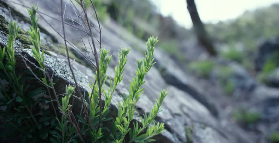 Grass waves in the breeze near a rock
