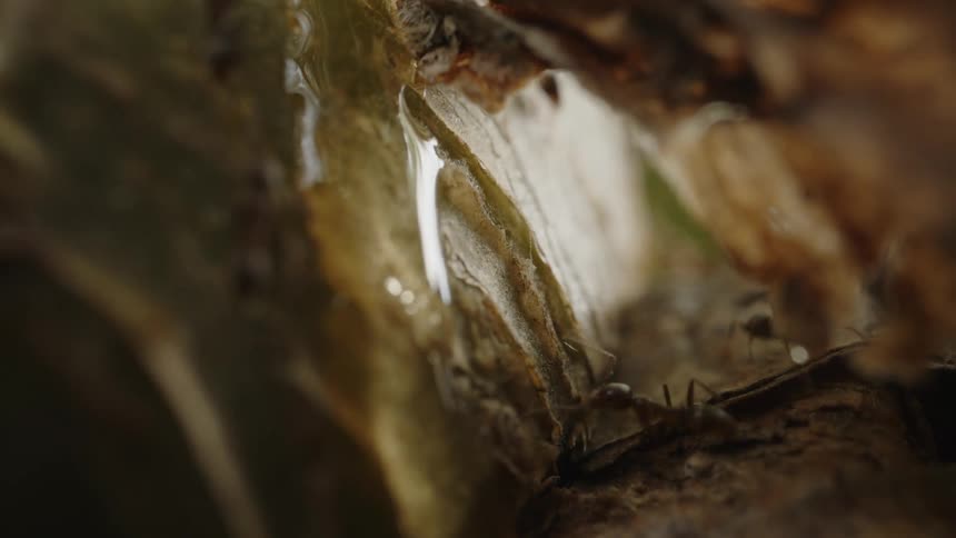 Fibrous wood texture with ants walking