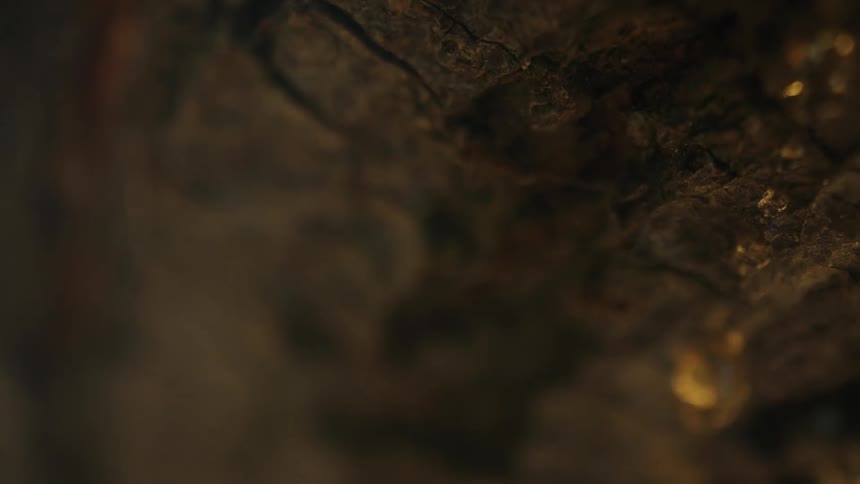 A closeup of ants foraging on a tree trunk near a droplet of sap