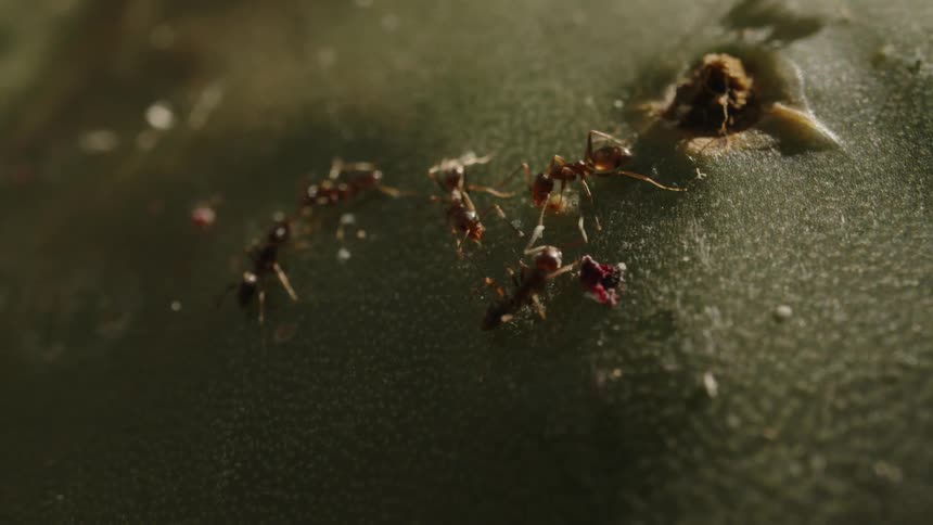 Extreme closeup of several ants on a surface