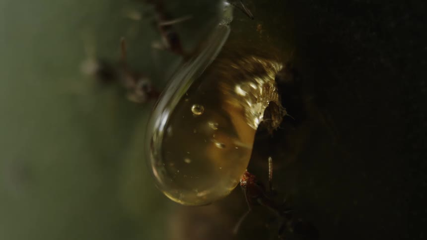 A group of ants crawl over a tree trunk foraging for sap or honey