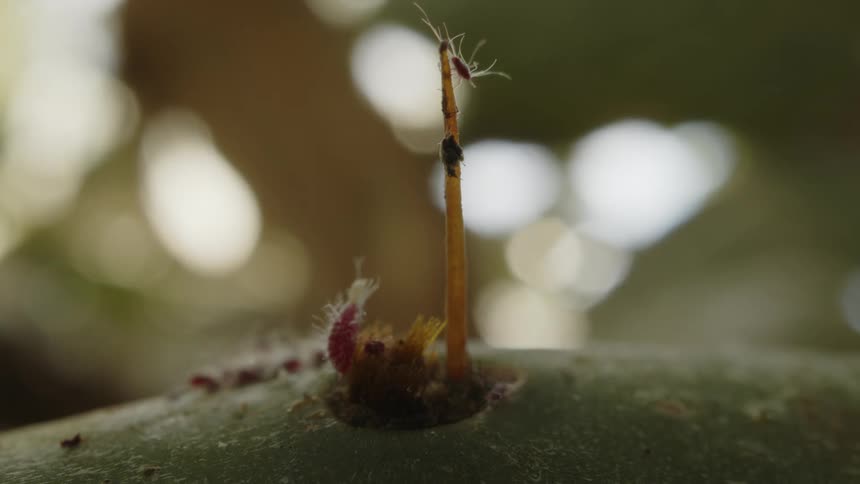 Ants crawl over a surface near the sprout a smaller insect is crawling on