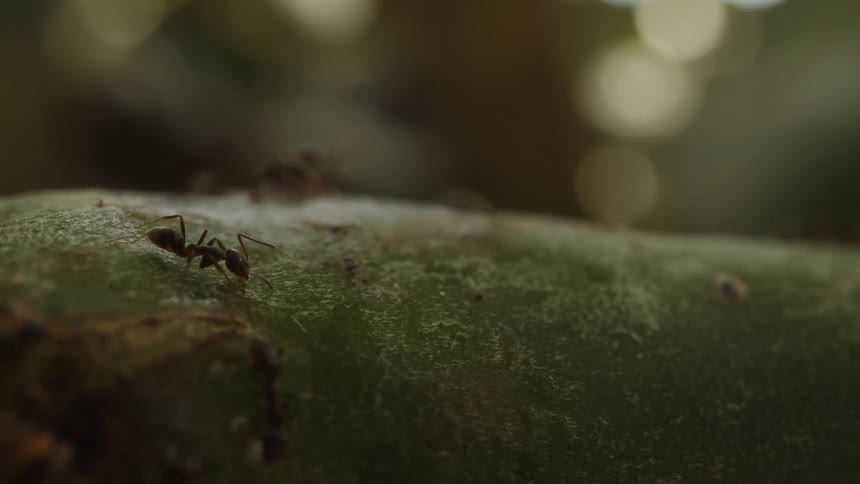 A group of ants crawl on a green branch their tiny legs scuttling across the textured surface