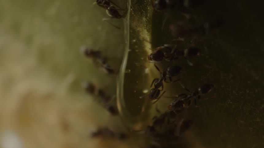 Close up of ants working in an orderly fashion on a leaf