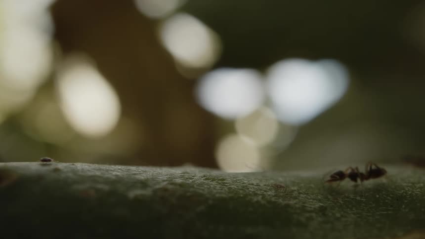 Tiny ants scurry across a textured surface their world illuminated by a soft outoffocus glow