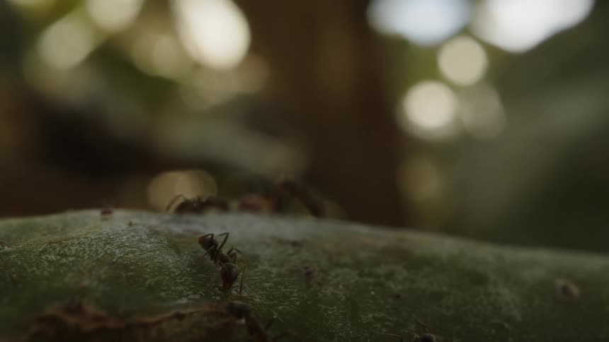 A group of industrious ants scurries across a textured surface their tiny figures dwarfed by the vastness of the surrounding forest