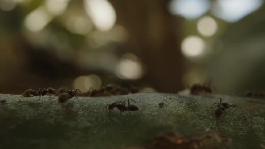 Close up of ants eating on a log outdoors